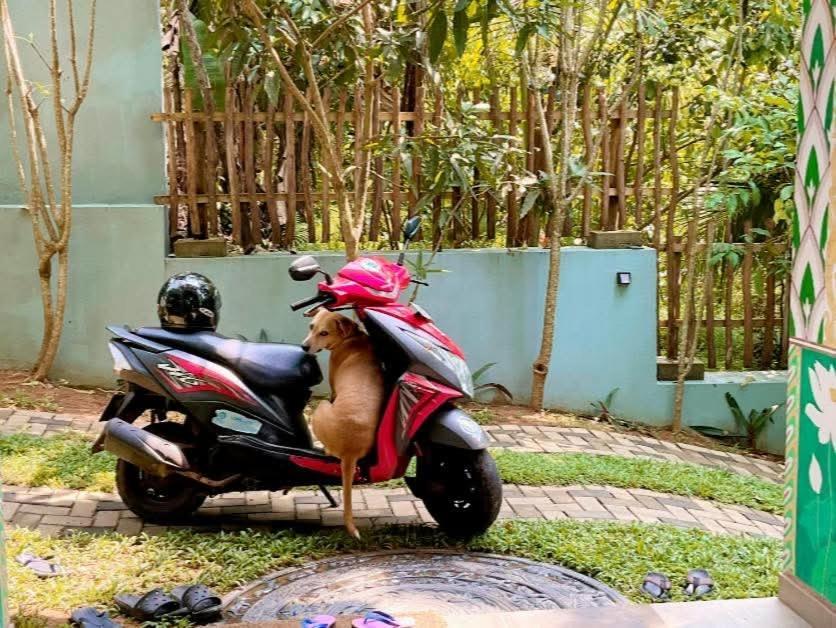 Barefoot Bungalow Hikka ヒッカドゥワ エクステリア 写真